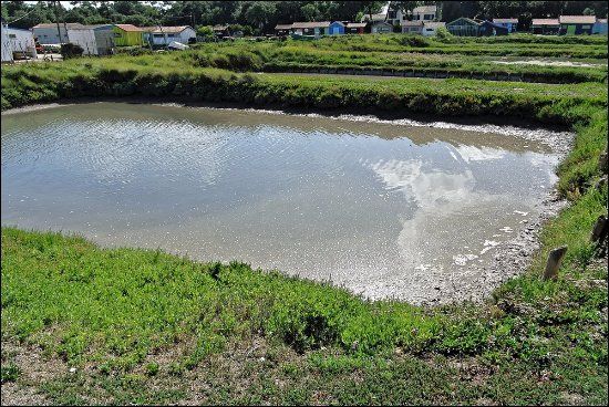 RECHERCHE CLAIRE - MARAIS BRETON