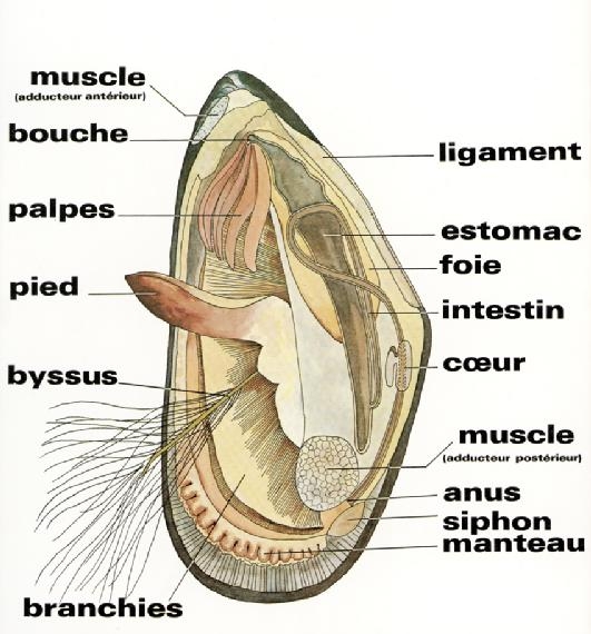 Biologie des moules élevées en France et en Pays de la Loire