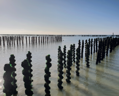 Mytiliculture - © CRC Pays de la Loire – A. Lebourg