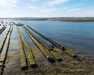 Ostréiculture - © Région Pays de la Loire - M. Gross